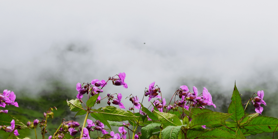 valley of flowers with hemkund sahib